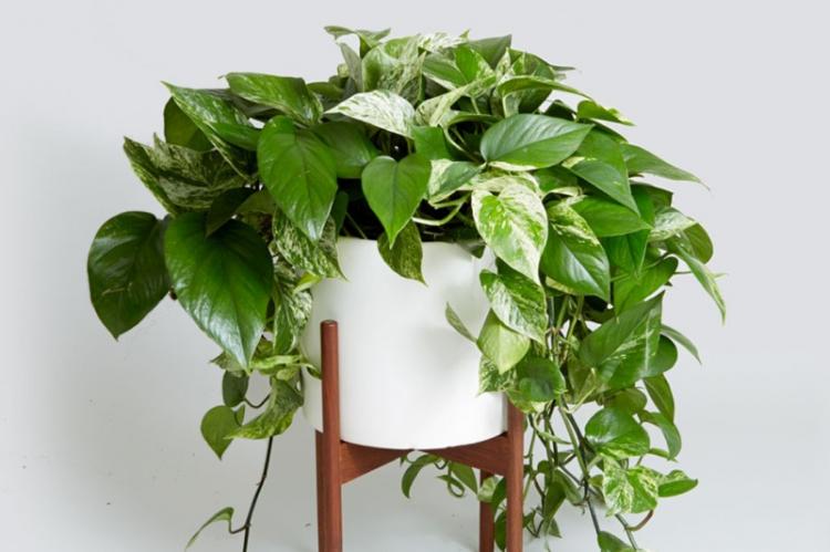 Полив - Уход за вьющимися комнатными растениями