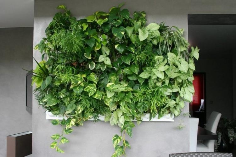 Удобрения и подкормка - Уход за вьющимися комнатными растениями