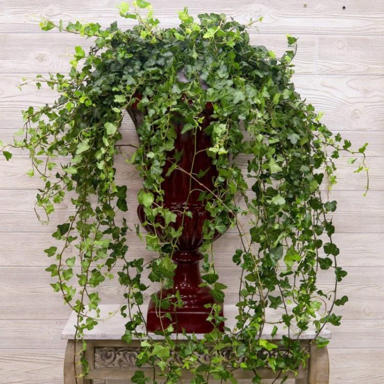 Обрезка - Уход за вьющимися комнатными растениями