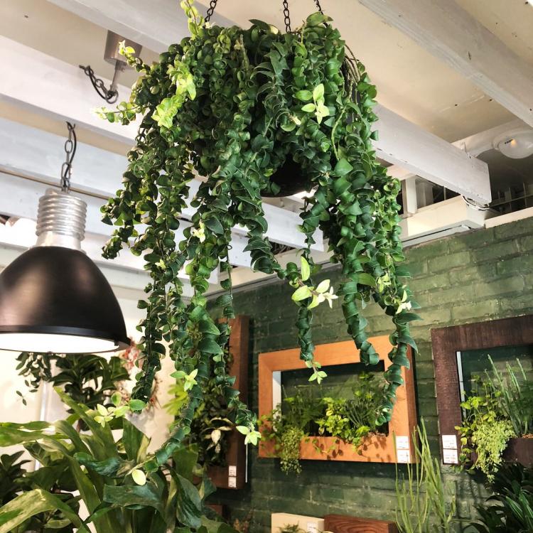 Болезни и вредители - Вьющиеся комнатные растения