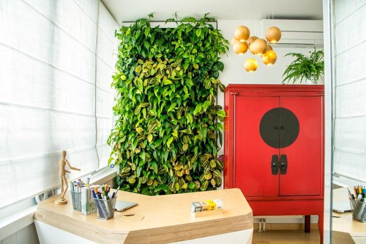 Вьющиеся комнатные растения - фото