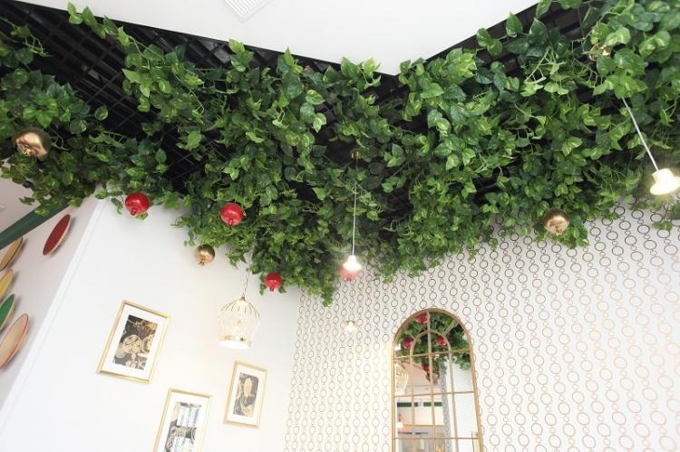 Вьющиеся комнатные растения - фото