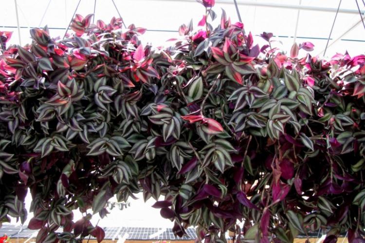 Вьющиеся комнатные растения - фото