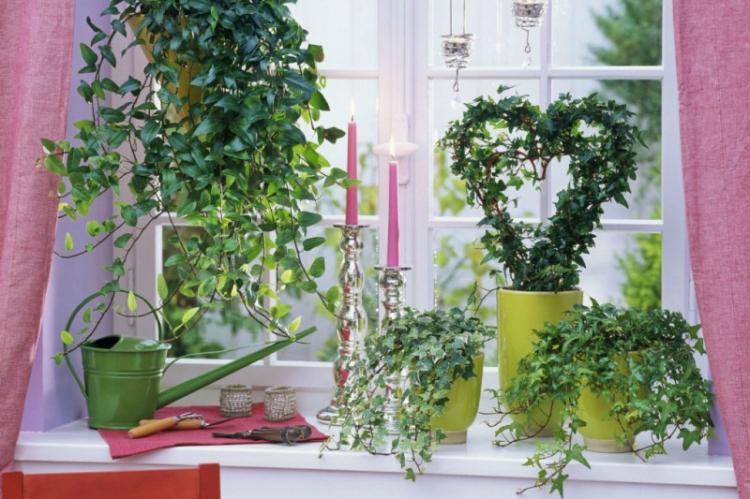 Вьющиеся комнатные растения - фото