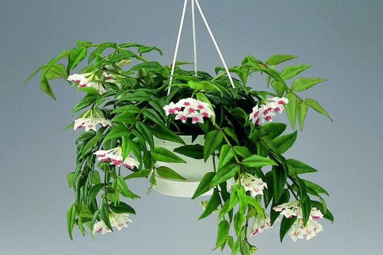 Вьющиеся комнатные растения - фото