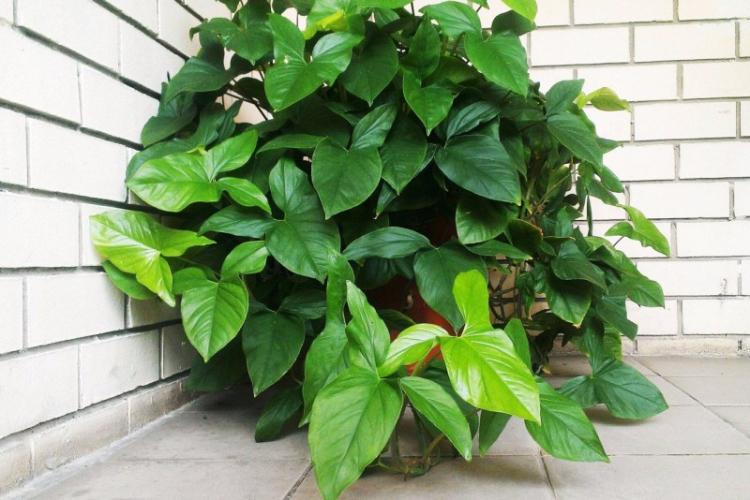 Вьющиеся комнатные растения - фото