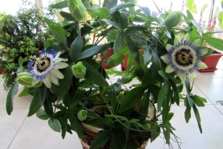 Вьющиеся комнатные растения - фото