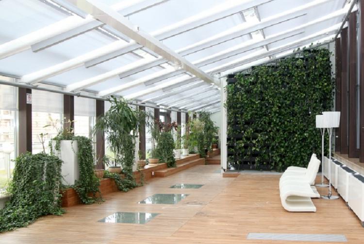 Вьющиеся комнатные растения - фото