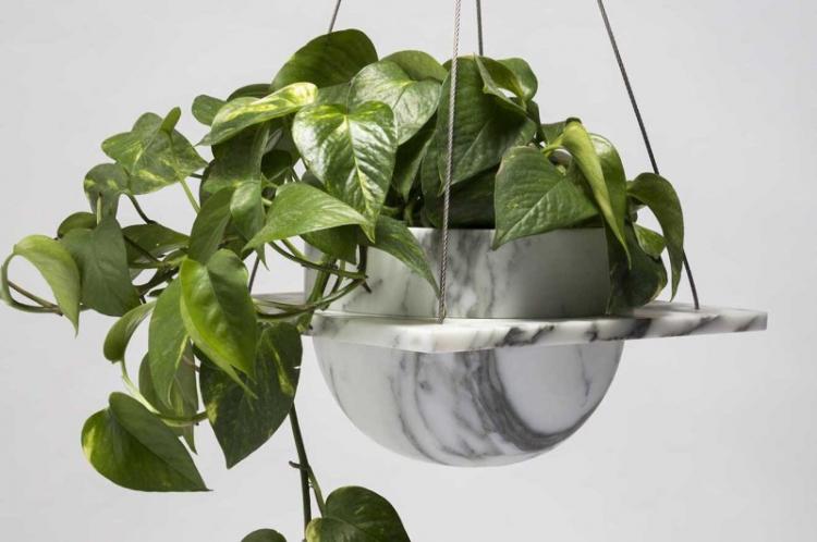 Вьющиеся комнатные растения - фото