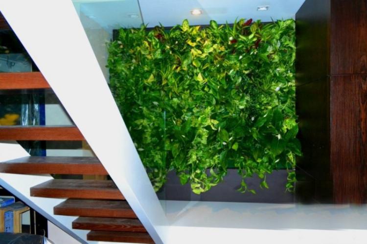 Вьющиеся комнатные растения - фото