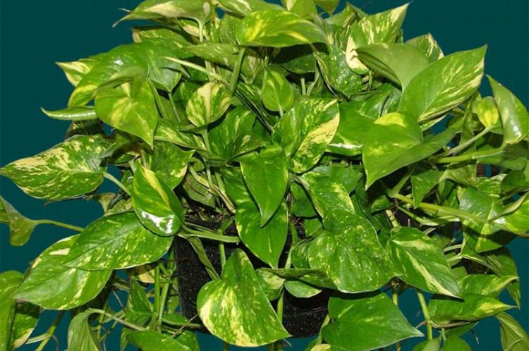 Вьющиеся комнатные растения - фото