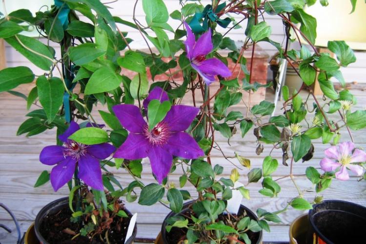 Вьющиеся комнатные растения - фото