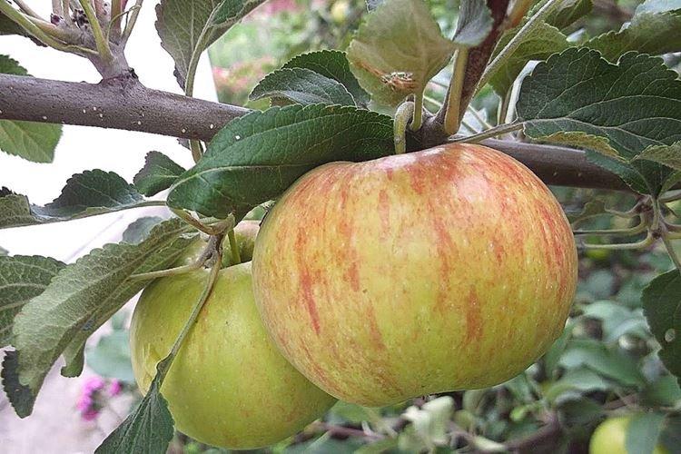 Описание и характеристики сорта - Яблоня Конфетное