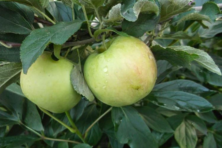 Описание и характеристики сорта - Яблоня Медуница
