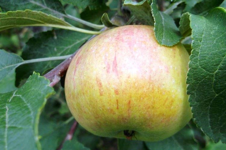 Описание и характеристики сорта - Яблоня Медуница