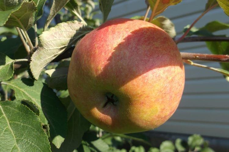 Полив - Уход за яблоней Медуницей