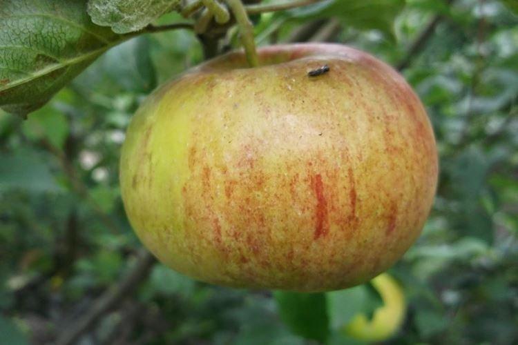 Почва - Уход за яблоней Медуницей