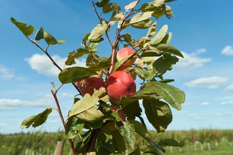 Описание и характеристики сорта - Яблоня Мельба