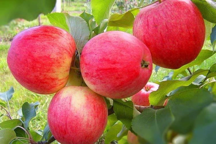 Описание и характеристики сорта - Яблоня Мельба