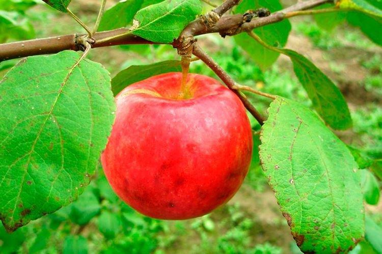 Освещение - Уход за яблоней Мельба