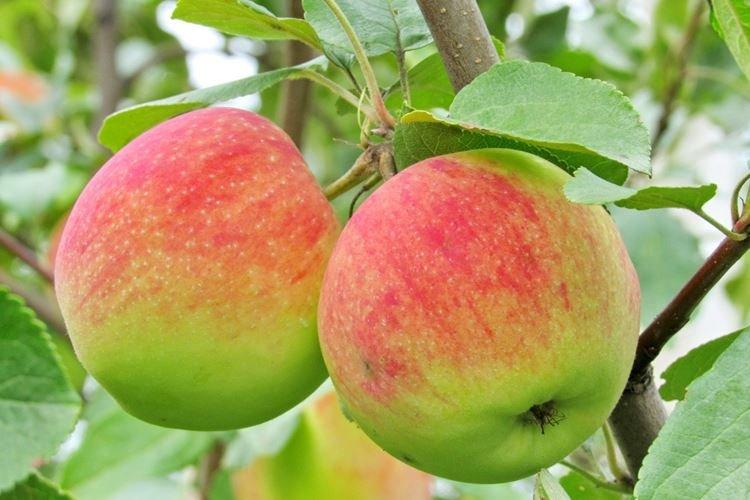 Подкормка - Уход за яблоней Мельба