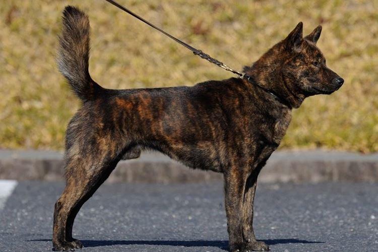 Каи - Японские породы собак