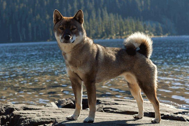 Сикоку - Японские породы собак