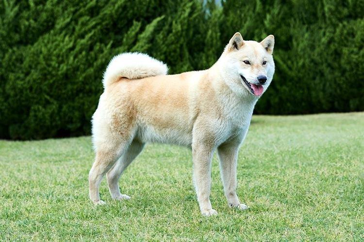 Хоккайдо - Японские породы собак