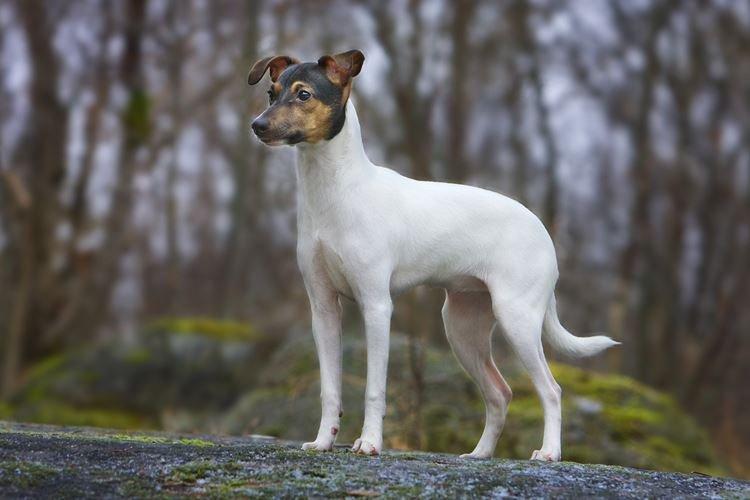 Японский терьер - Японские породы собак