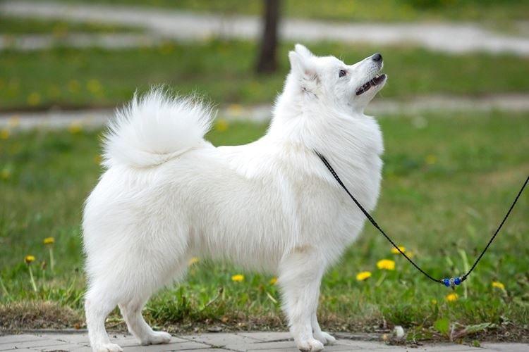 Японский шпиц - Японские породы собак