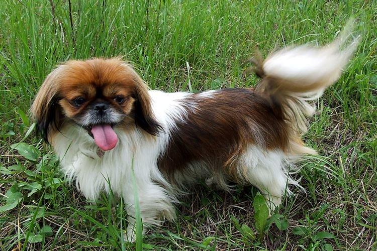 Хин - Японские породы собак