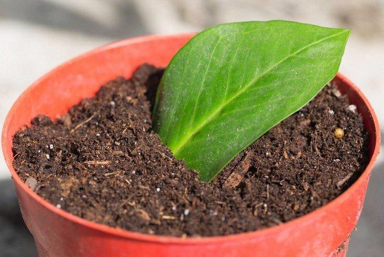 Размножение - Замиокулькас уход в домашних условиях