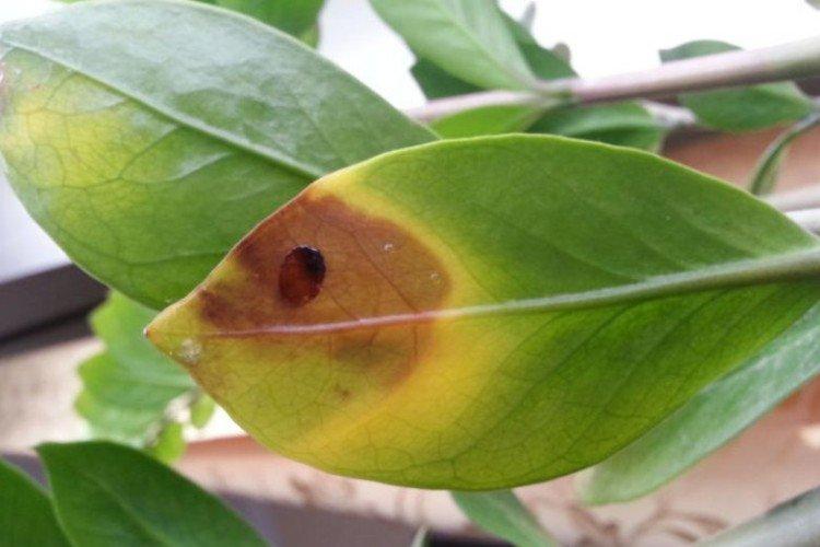 Вредители и болезни - Замиокулькас уход в домашних условиях