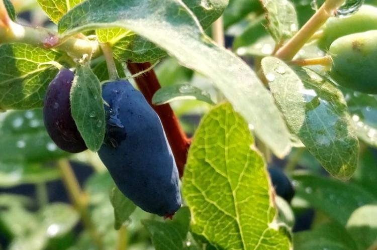 Общая характеристика - Жимолость