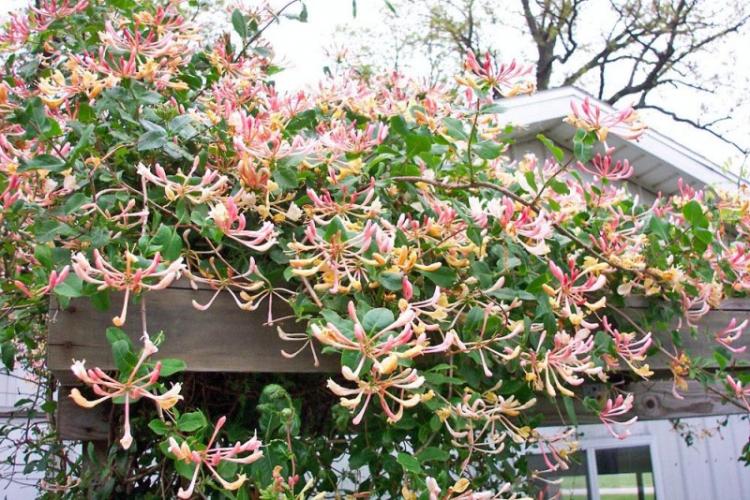 Жимолость вьющаяся - Виды жимолости