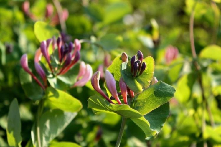 Каприфоль - Виды жимолости