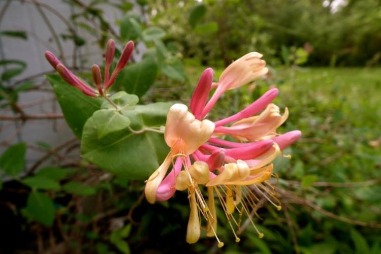 Жимолость американская - Виды жимолости