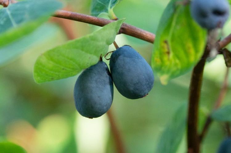 Жимолость голубая - Виды жимолости