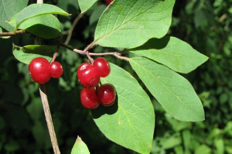 Жимолость настоящая - Виды жимолости