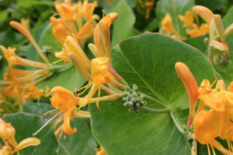 Жимолость - фото