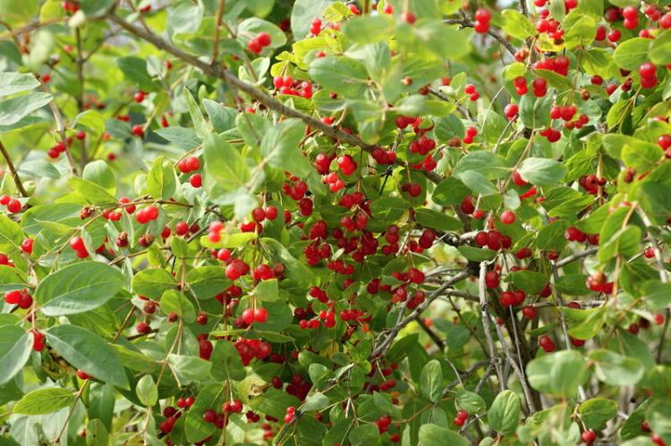 Жимолость - фото