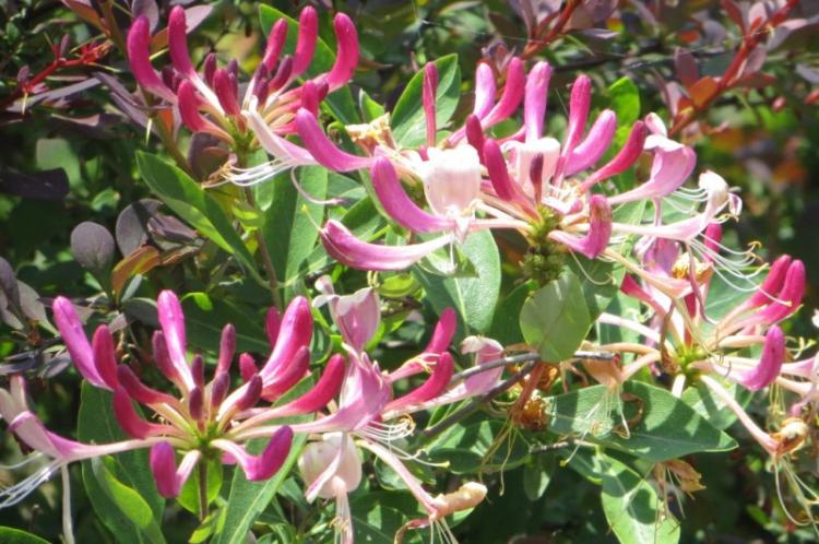 Жимолость - фото