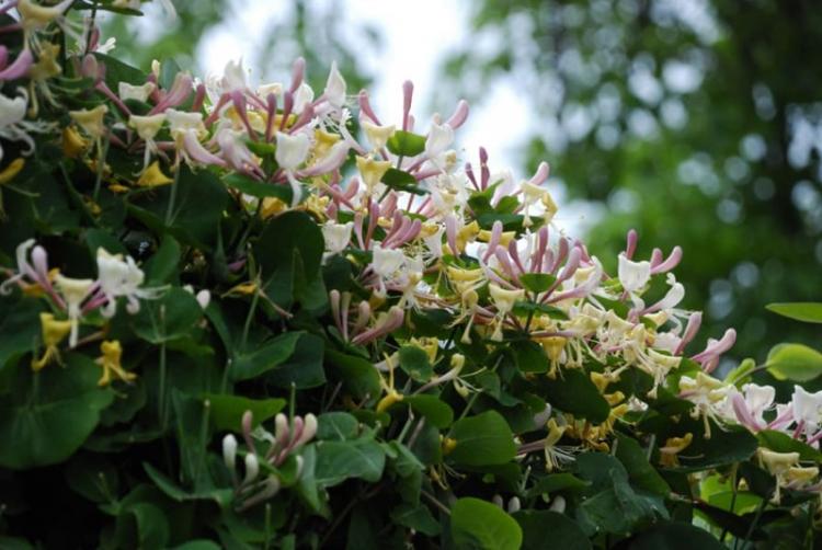 Жимолость - фото