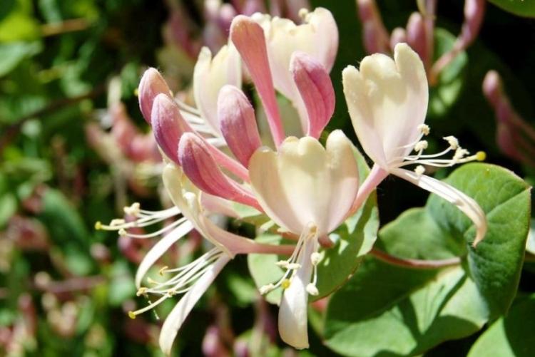 Жимолость - фото