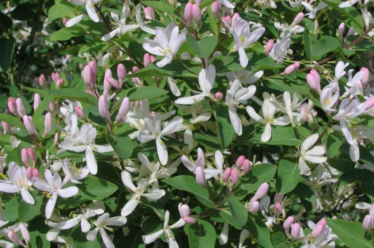 Жимолость - фото